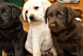 Cachorros de Labrador Retriever disponibles.