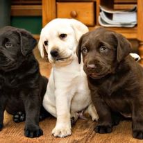 Cachorros de Labrador Retriever disponibles.