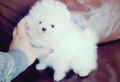 Cachorros de Pomerania de pura raza disponibles