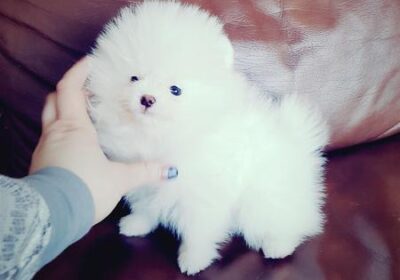 Daisy-4