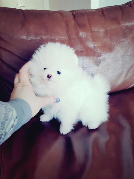 Cachorros de Pomerania de pura raza disponibles