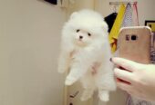 Cachorros de Pomerania de pura raza disponibles