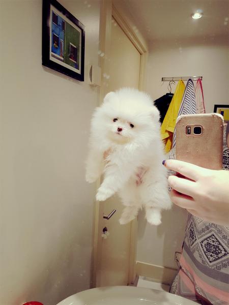 Cachorros de Pomerania de pura raza disponibles