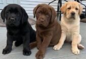 Cachorros de Labrador Retriever disponibles.