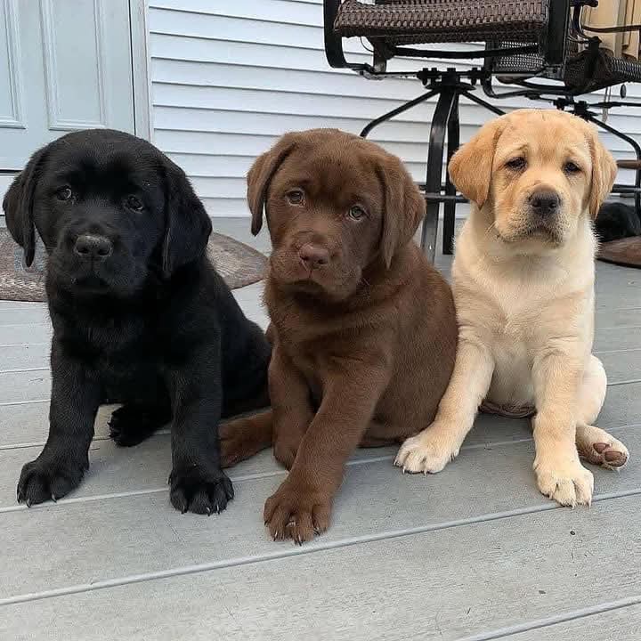 Cachorros de Labrador Retriever disponibles.
